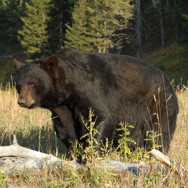 Black bear