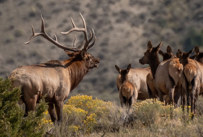 Elk herd