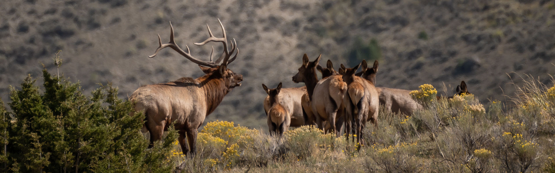 Bull elk and calves