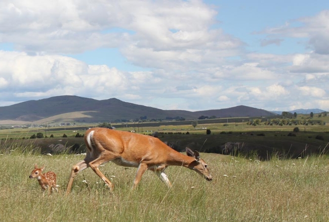 Photo of deer doe and fawn