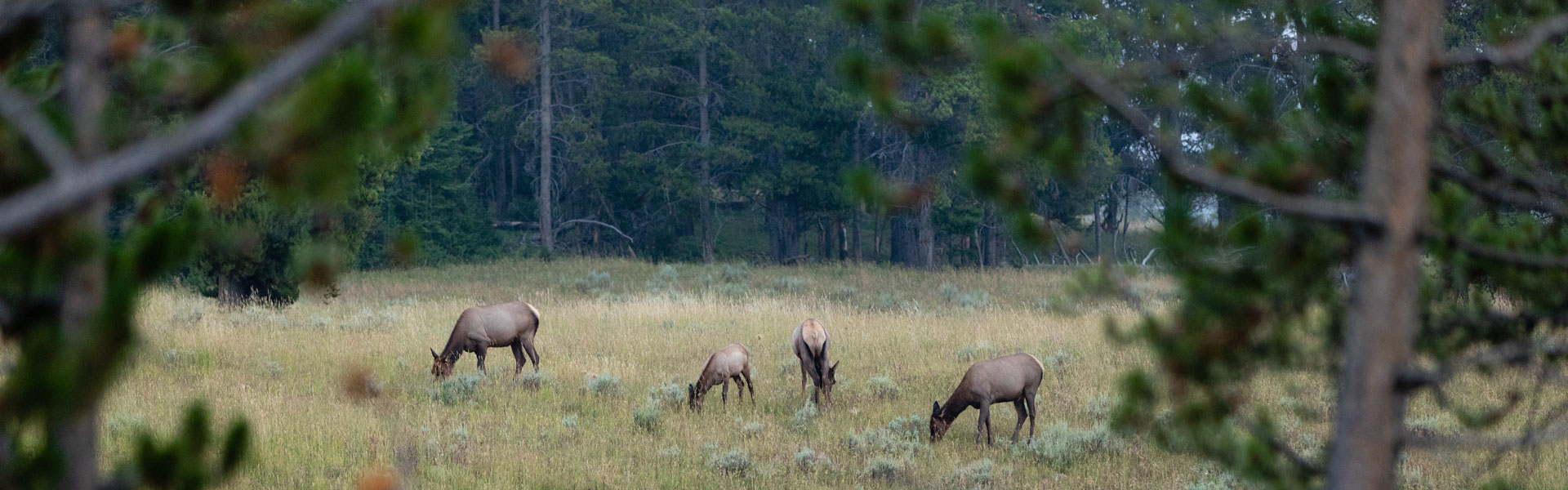 Cow elk in field