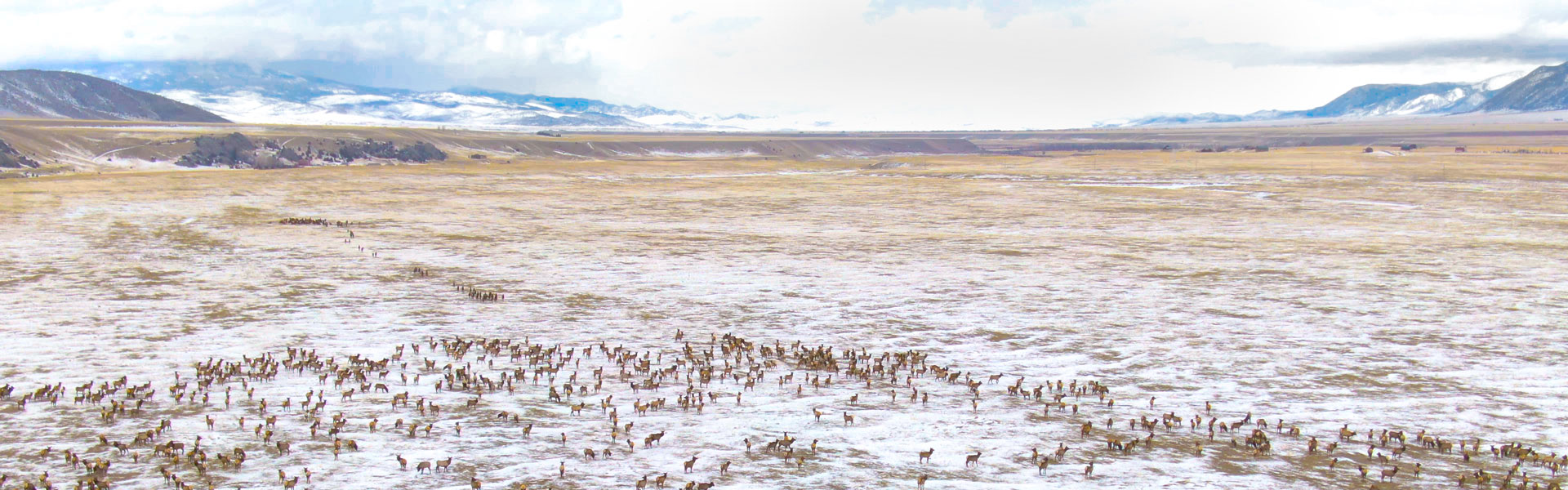 Elk herd in snowy field