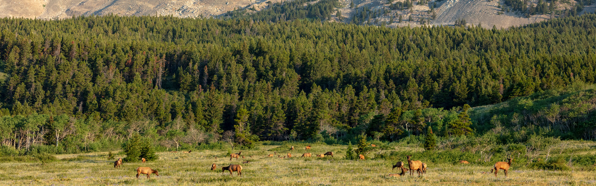 Elk herd