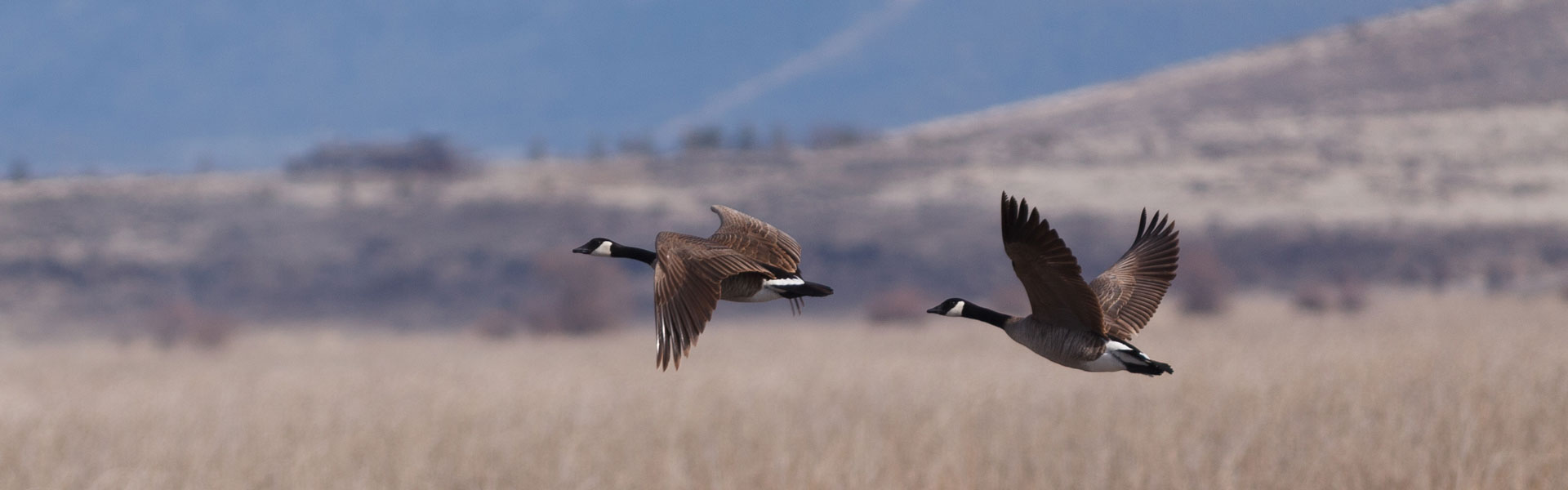 Geese in flight