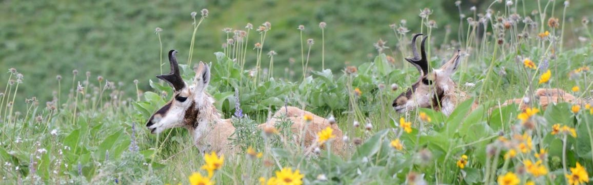 Pronghorn in spring wildflowers
