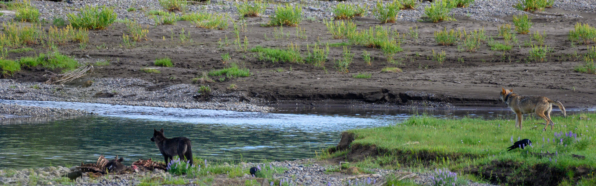 Two wolves along river with carcass