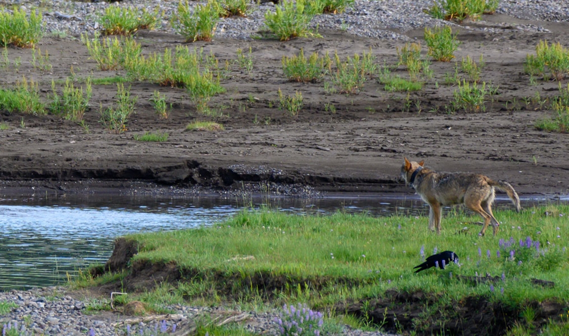 Two wolves along side river with carcass