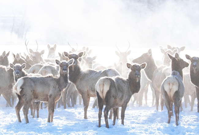 Elk herd in snowy field