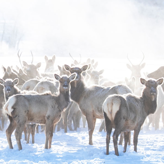 winter elk