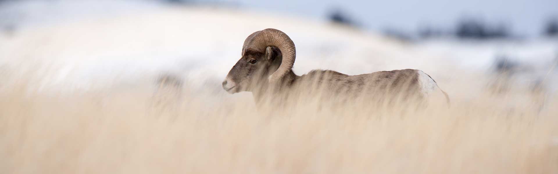 A bighorn sheep in tall grass.