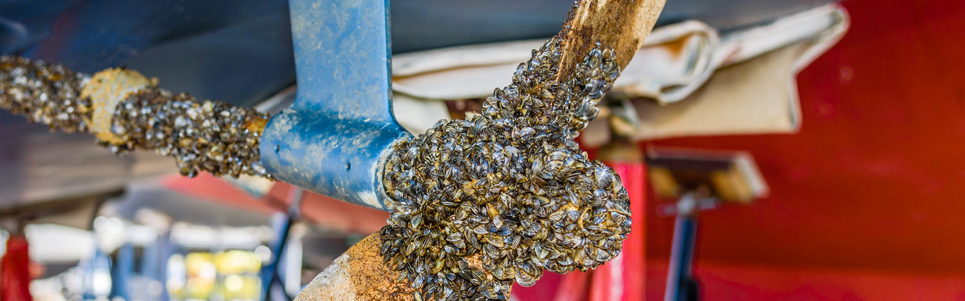 Closeup of mussels on boat prop