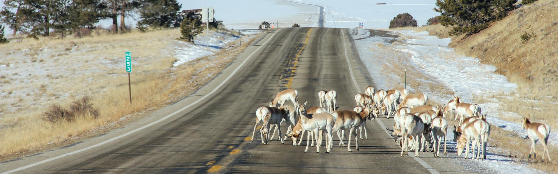Antelope herd on highway