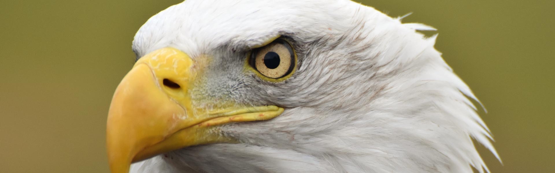 Bald Eagle Montana FWP