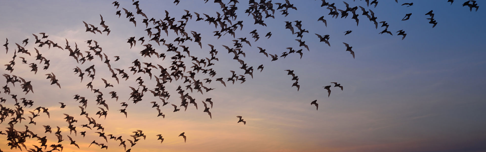Colony of bats migrating