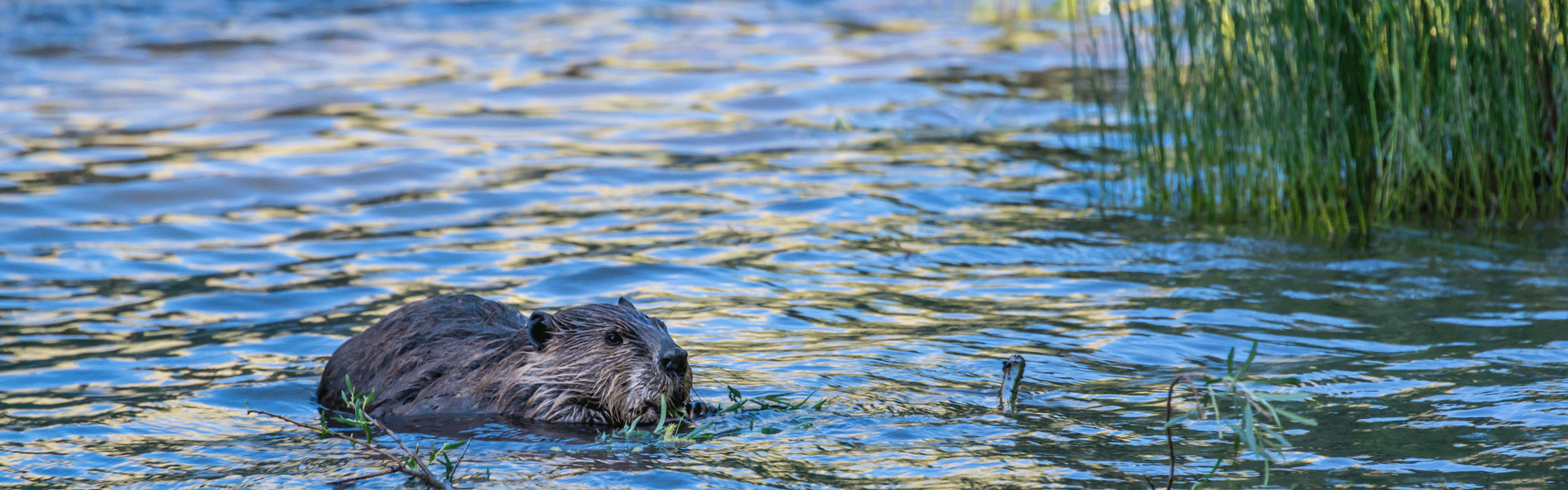 Beaver swimming