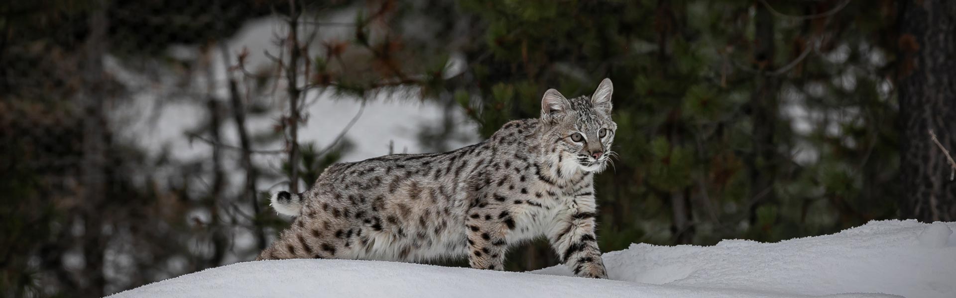 Bobcat