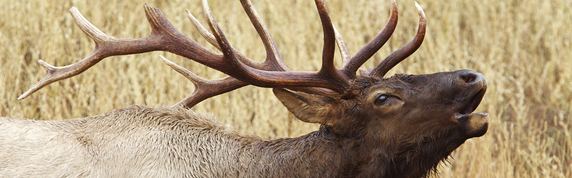 Bull elk