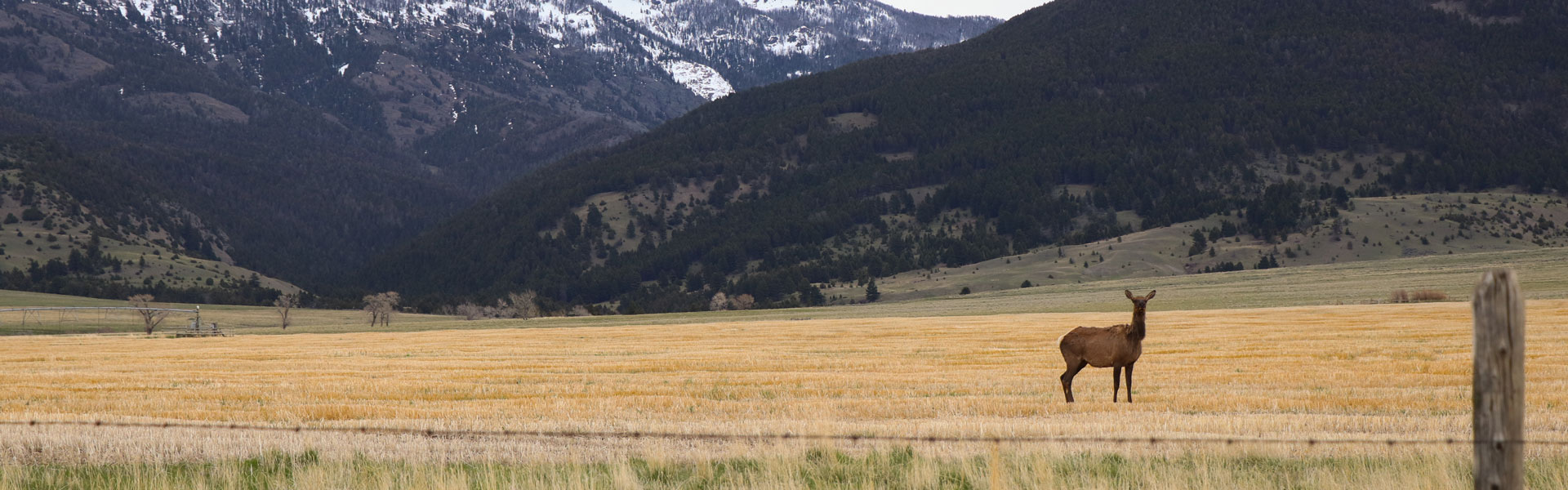 Elk on ranch in snow