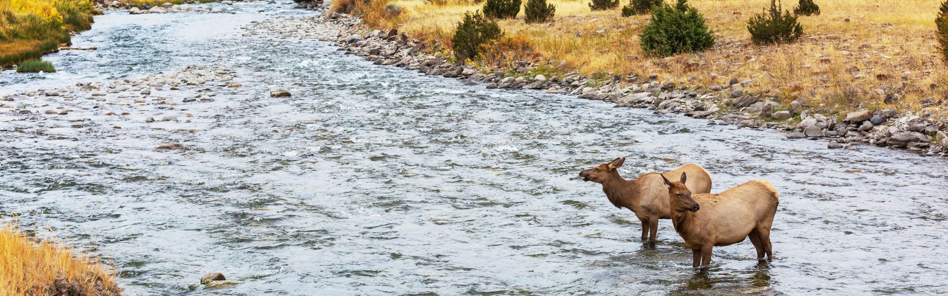 Pair of cow elk