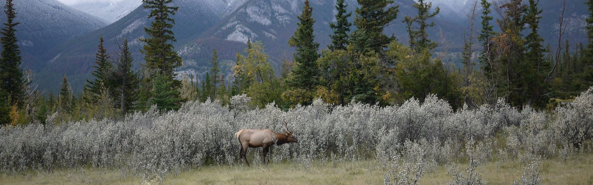 Elk habitat