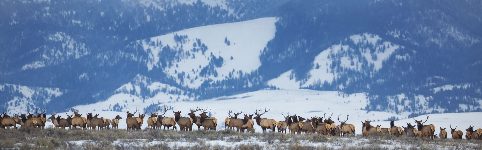 Elk herd, winter migration