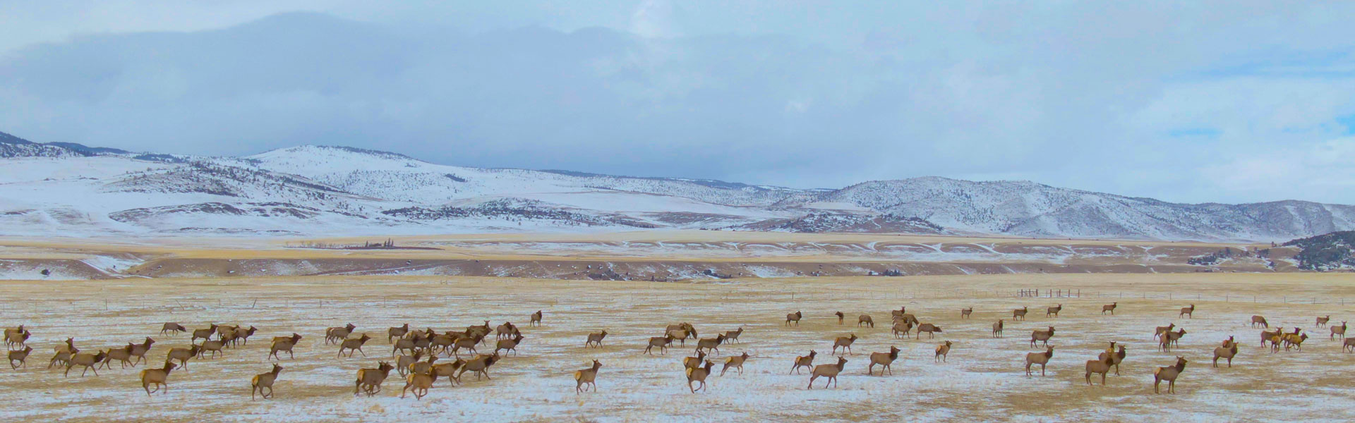 Elk herd running