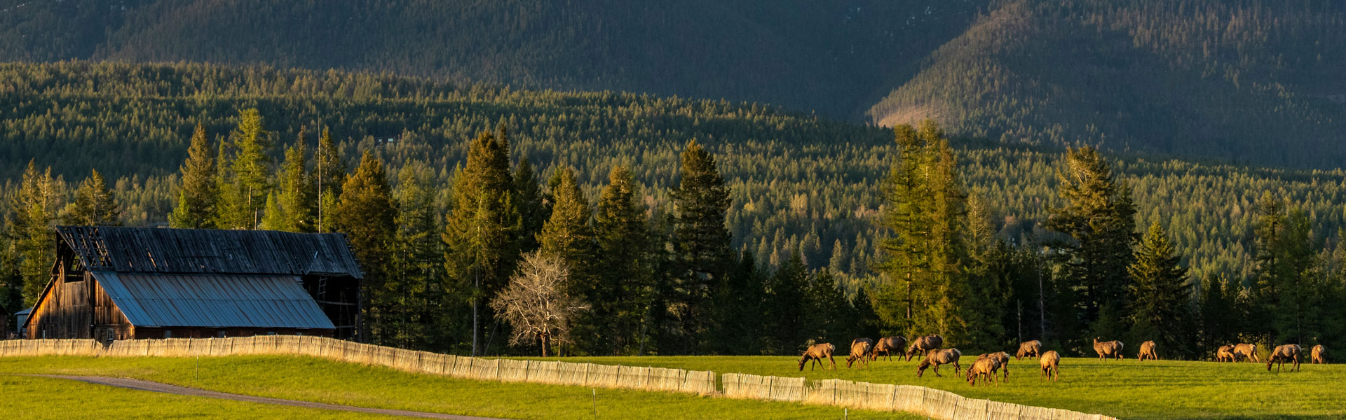 Herd of elk on private land near Whitefish