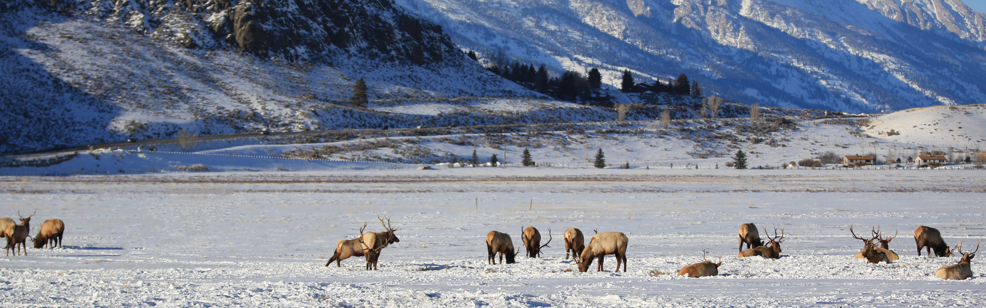 Elk in snow on private land