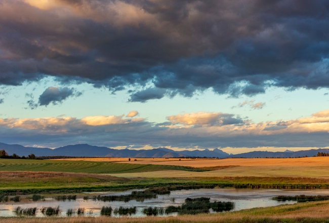 Flathead Lake wetland bird habitat