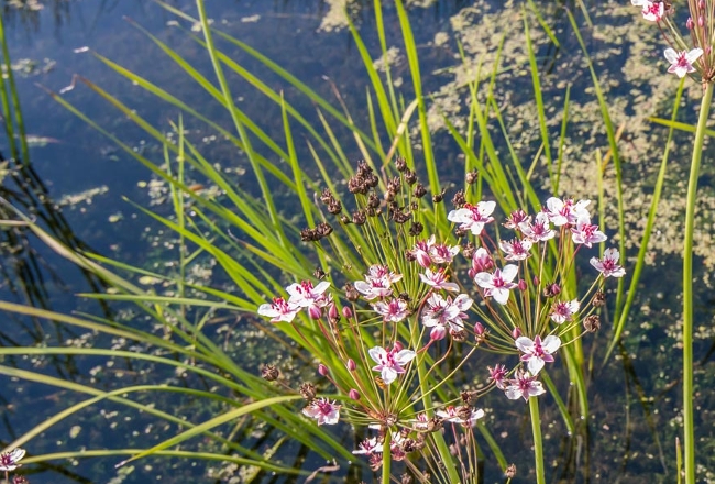 Flowering Rush