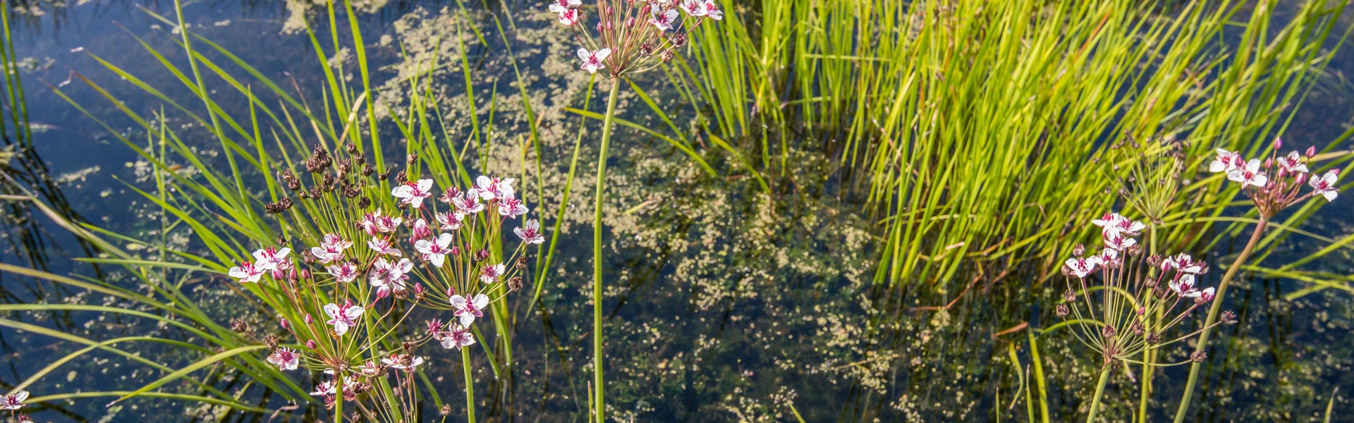 Flowering Rush