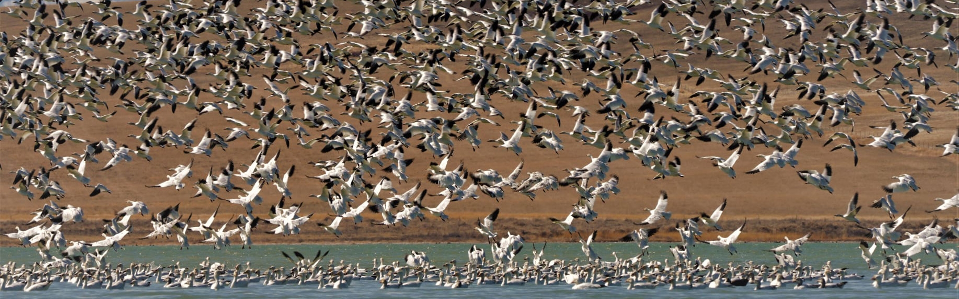 Cranes in flight