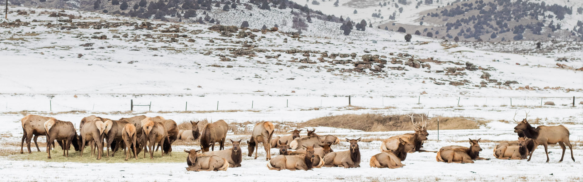 Elk eating hay meant for livestock