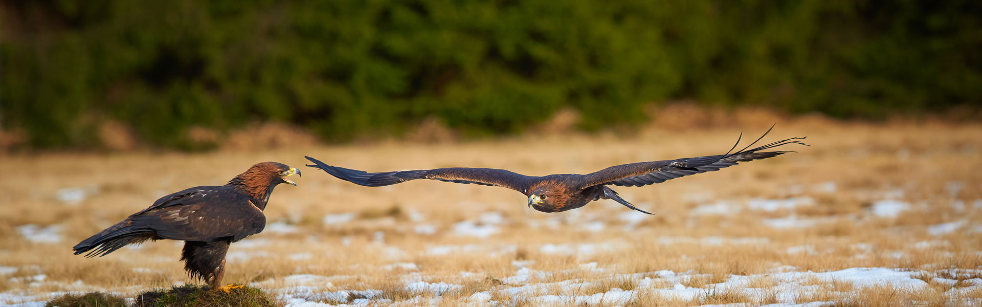 Golden eagles