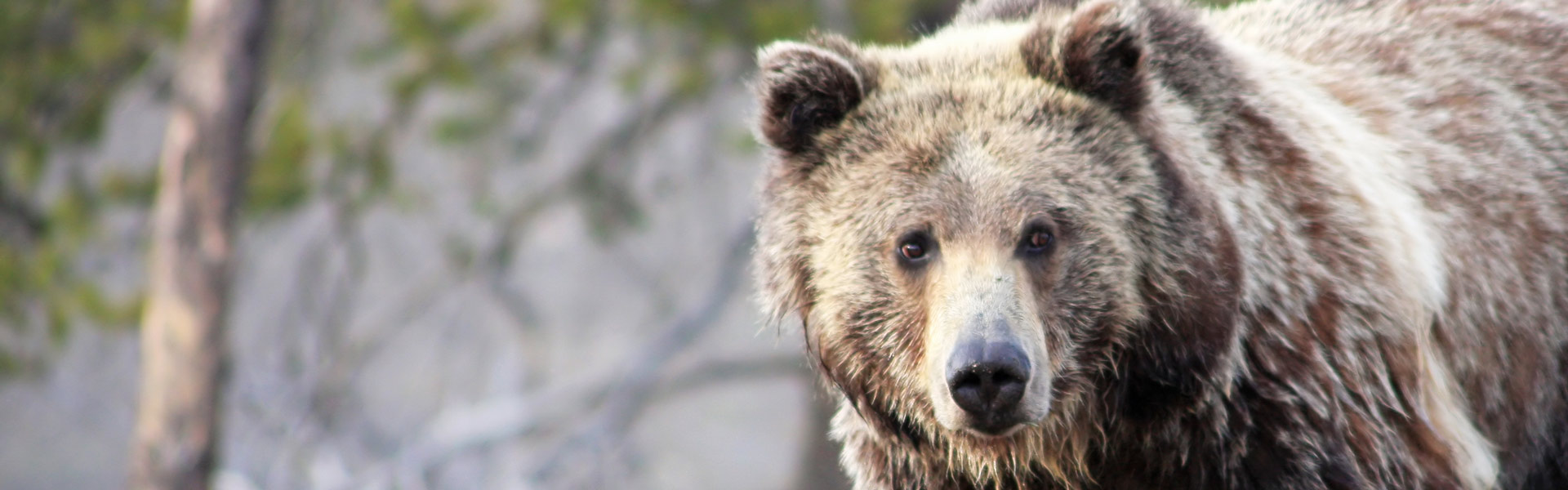 How To Deal With Brown Bears