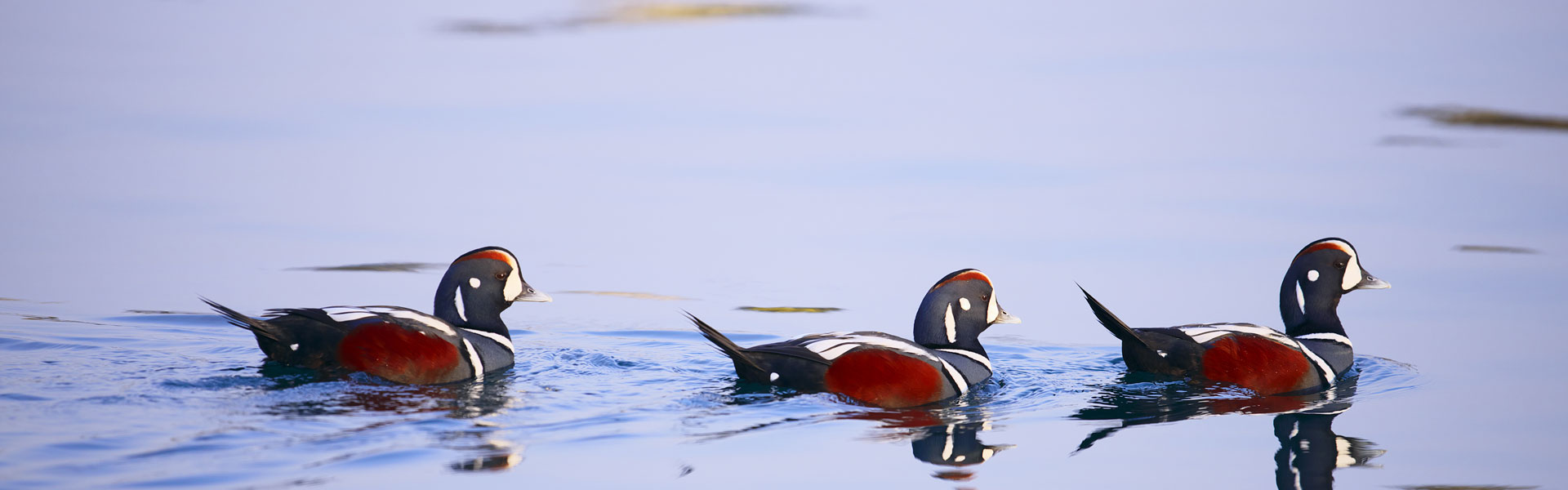 Three harlequin ducks swimming