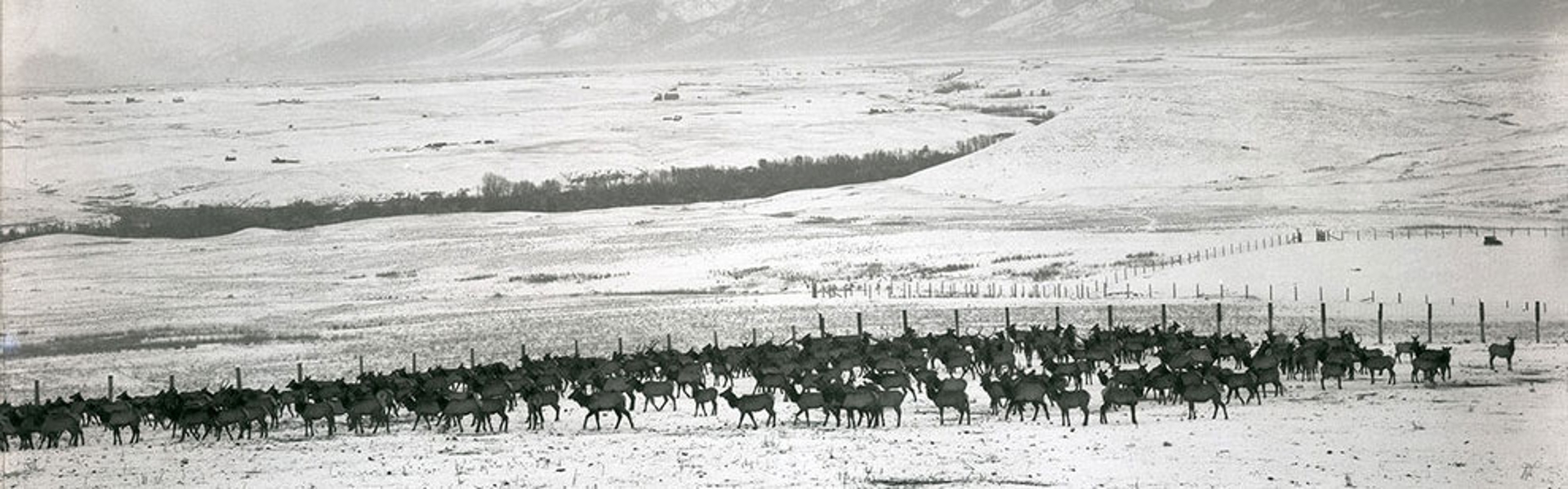 A large herd of elk behind a tall fence in the Mission Valley, Montana.