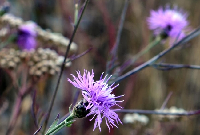 Knapweed