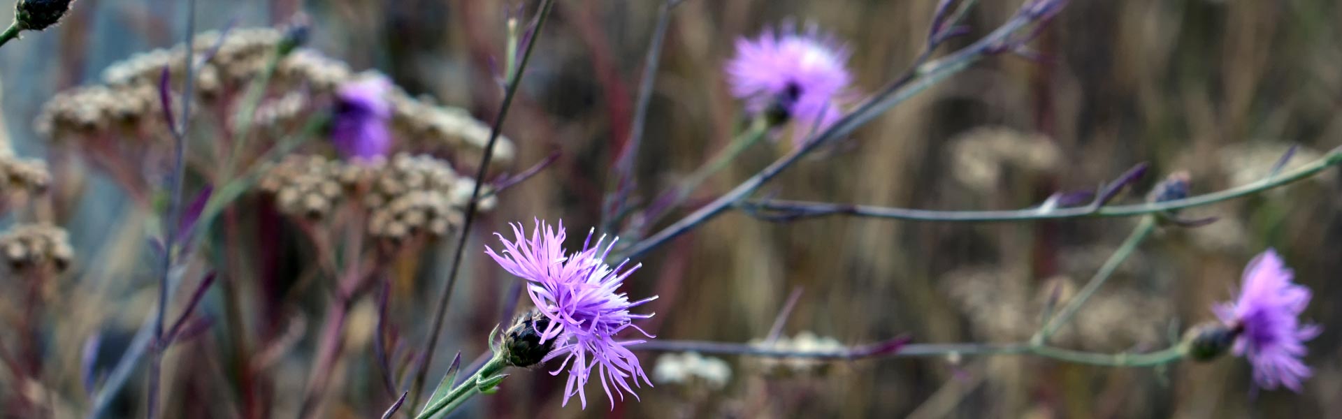 Knapweed