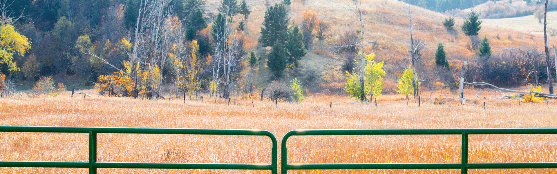 An elk on a hillside.