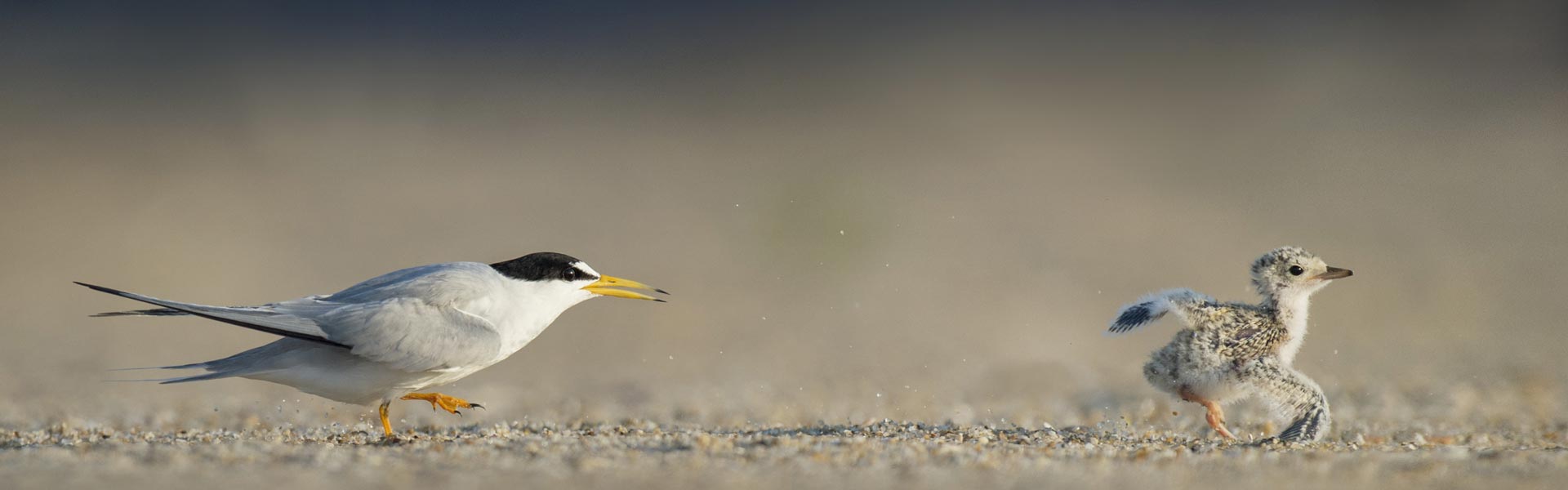 Least tern