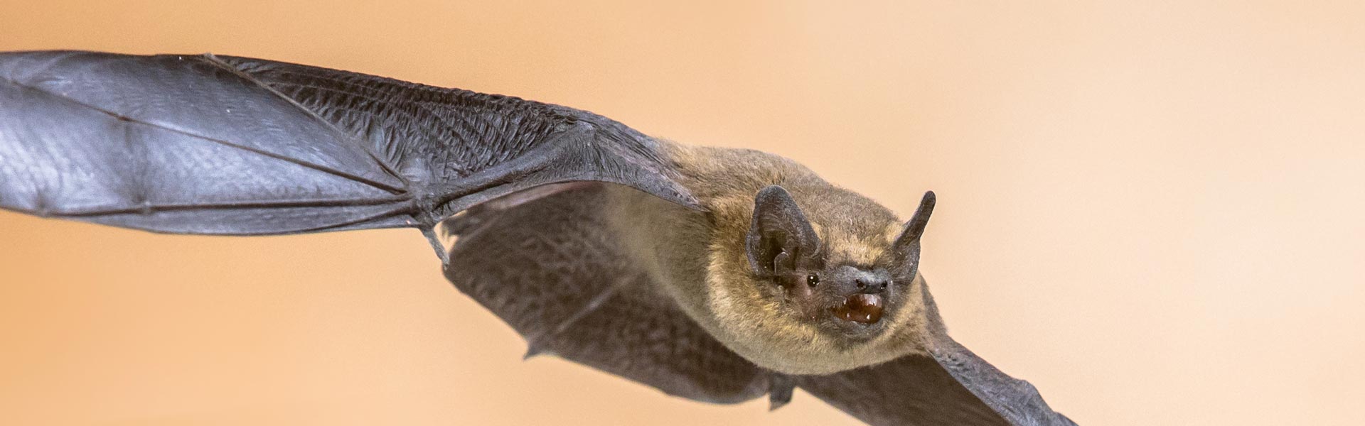 Living With Bats | Montana FWP