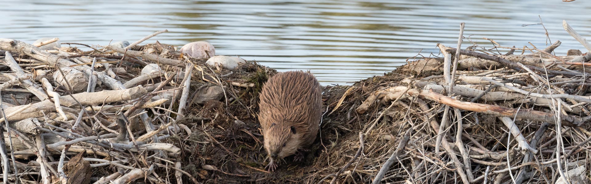 Eurasian beavers: a keystone species that keep waterways clean