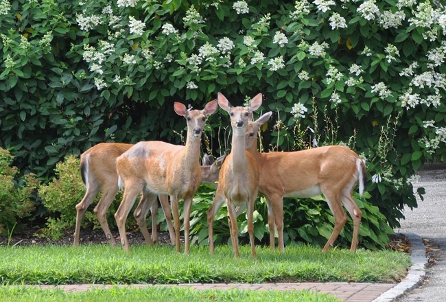 Urban deer