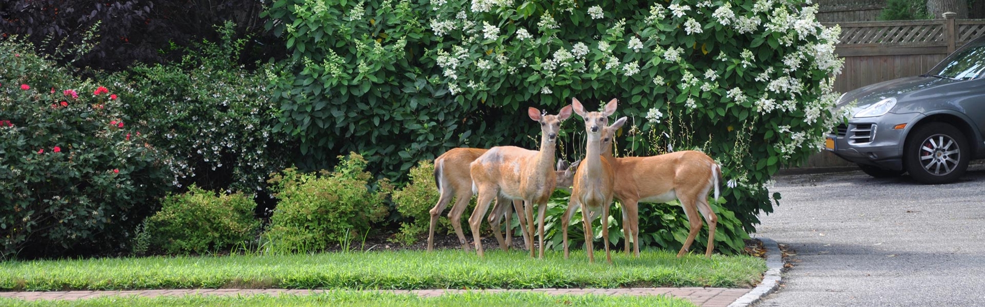 Urban deer