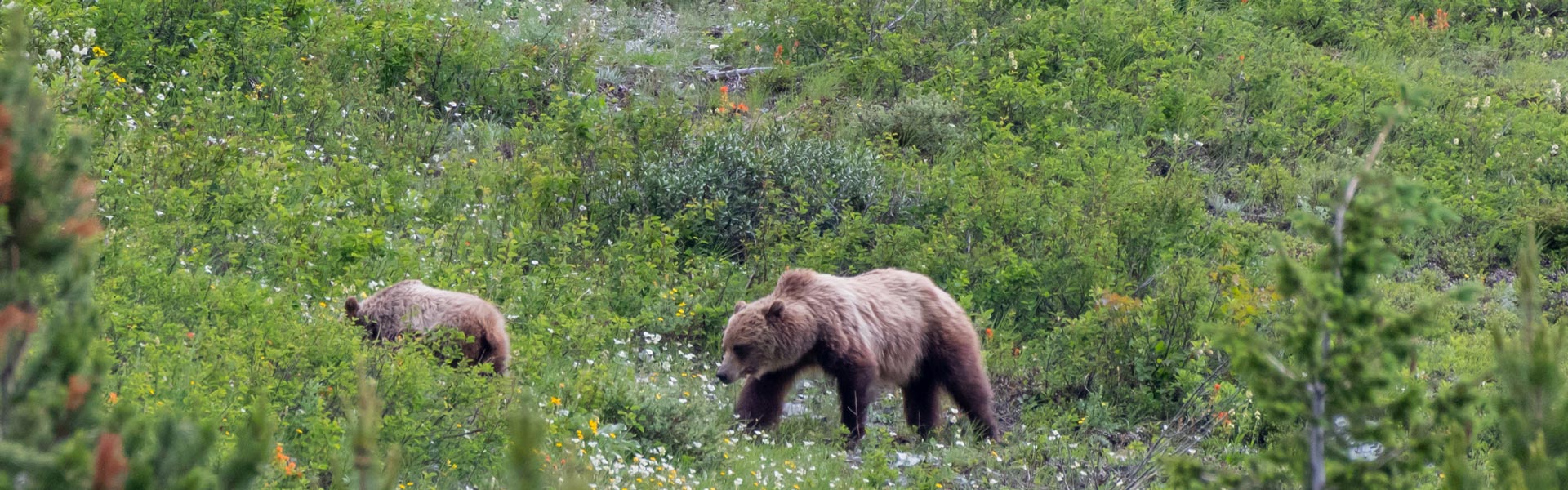 About the Grizzly Bear - Grizzly bear conservation and protection