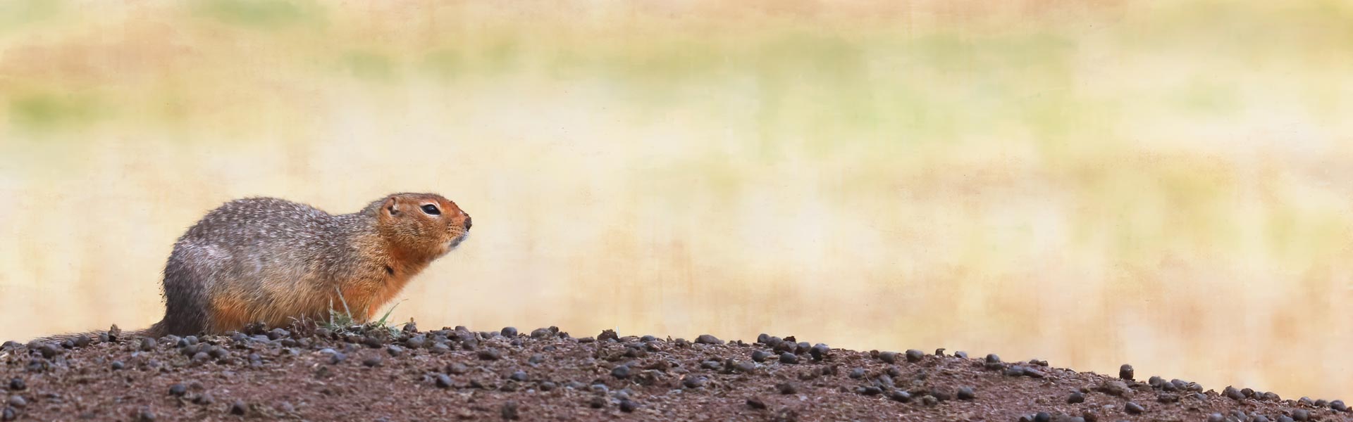 Ground squirrel