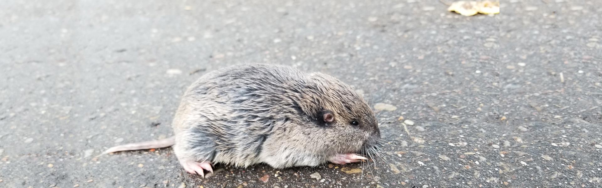 Pocket gopher