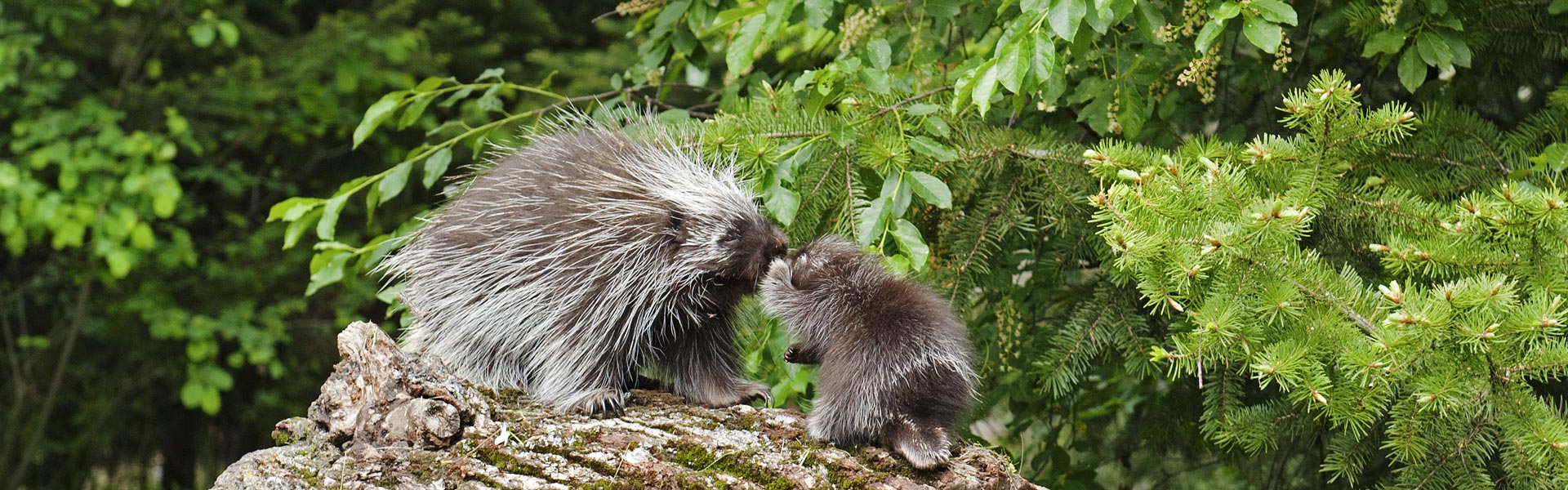 porcupine shooting quills