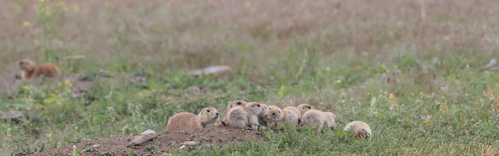 Prairie dogs